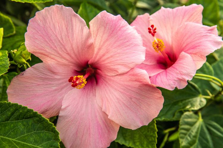 up-close image of beautiful pink flower